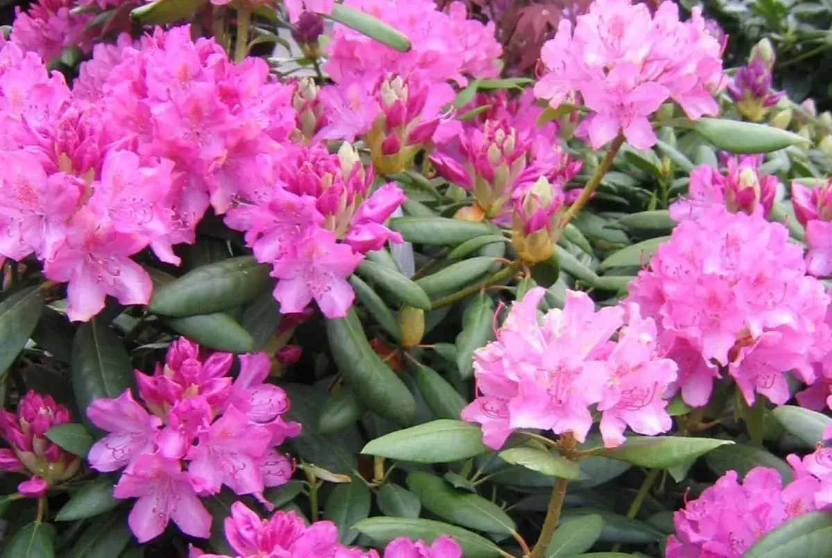 Vackra rosa rhododendronblommor i full blom. Perfekt för att plantera rhododendron i din trädgård för en färgklick.