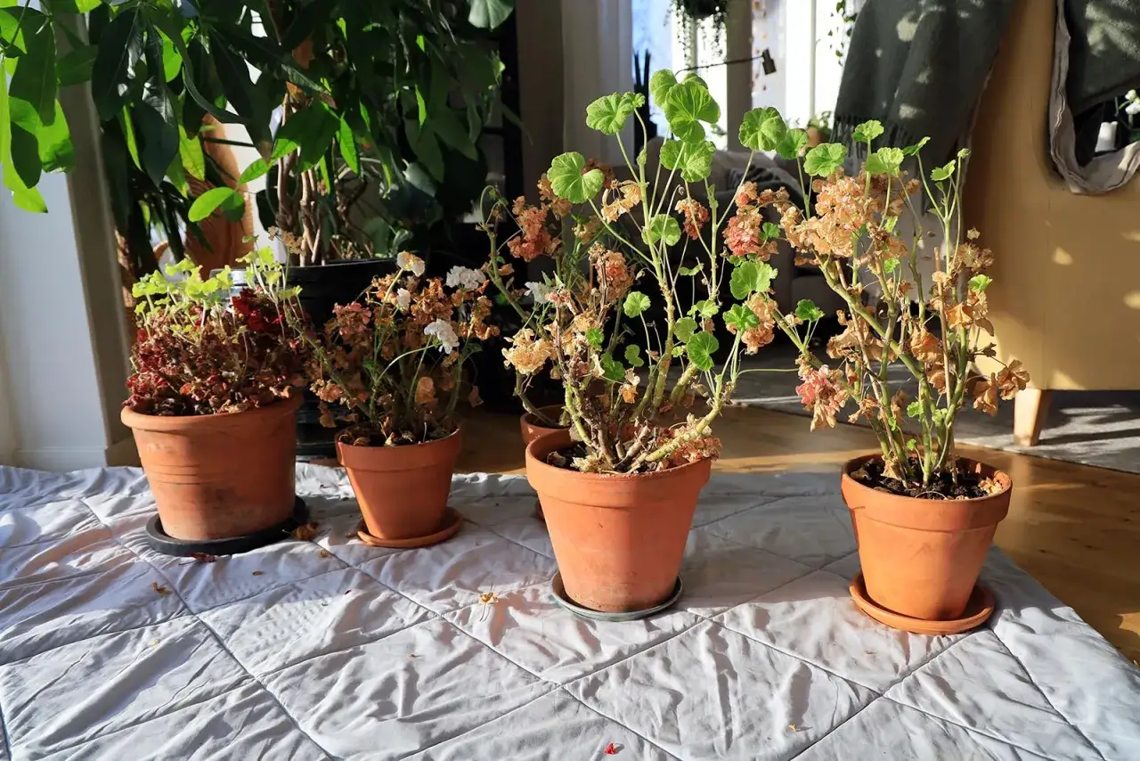 Pelargoner som ser ut att ha drabbats av frost. Vissa har nya gröna skott, andra är helt uttorkade.