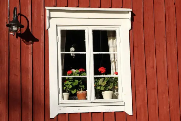 Fönster med röda pelargoner på en faluröd vägg. Hoppas de klarar sig från frost.