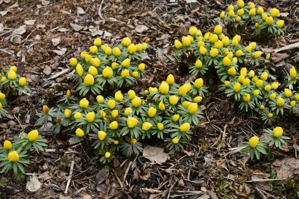 En grupp gula vårblommor, som en lista över tidiga vårtecken, spirar upp ur marken bland torra löv.