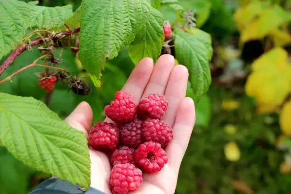 Handfull med nyplockade hallon, redo att plantera hallon i pallkrage för en riklig skörd.